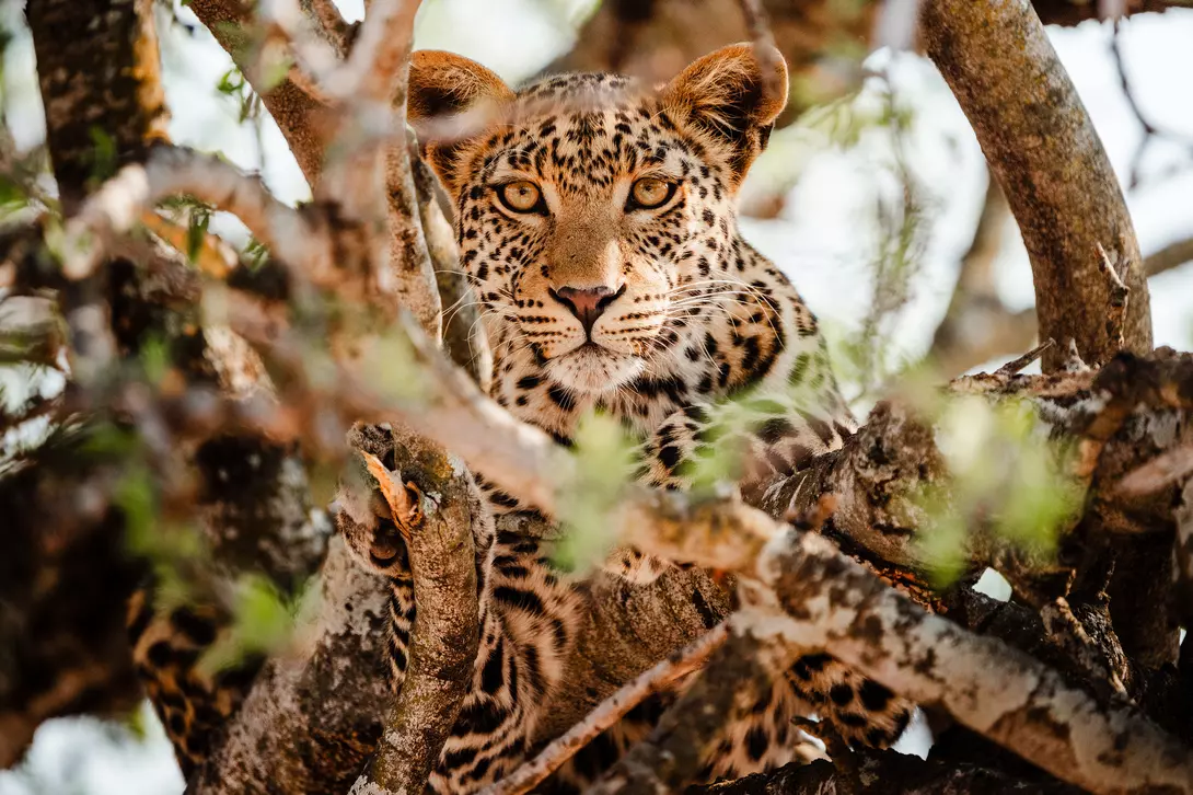 Chobe National Park